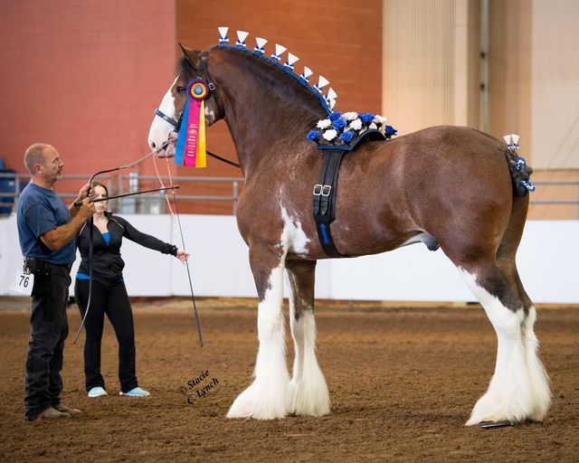 Sprucelane Clydesdales Stallion - Creditview Jack Daniel